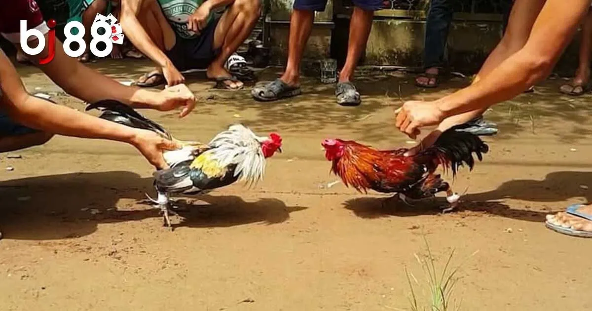Đá Gà Tre BJ88 Có Gì Hấp Dẫn? Cách Tham Gia Cho Newbie 1 Đá Gà Tre BJ88 Có Gì Hấp Dẫn? Cách Tham Gia Cho Newbie