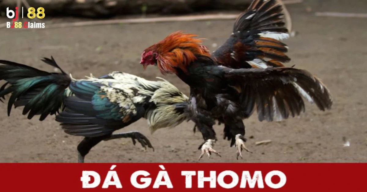 Đá Gà Thomo - Các Bước Đặt Cược Đá Gà Thomo Tại BJ88 5 Lợi ích của việc đặt cược đá gà Thomo trên BJ88