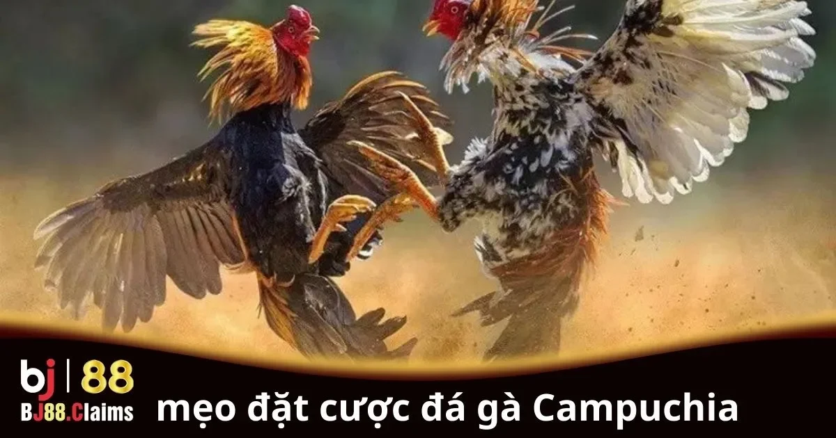 Mẹo Đặt Cược Đá Gà Campuchia: Hướng Dẫn Chi Tiết 1 Mẹo Đặt Cược Đá Gà Campuchia: Hướng Dẫn Chi Tiết
