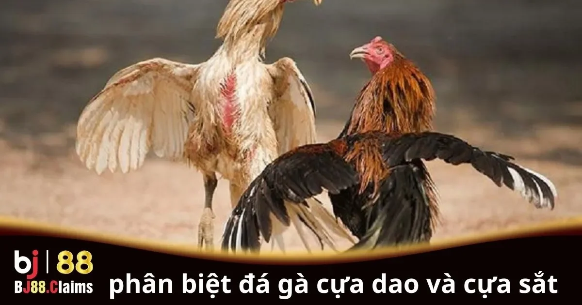 Phân Biệt Đá Gà Cựa Dao và Cựa Sắt: Những Điều Cần Biết 1 Phân Biệt Đá Gà Cựa Dao và Cựa Sắt: Những Điều Cần Biết